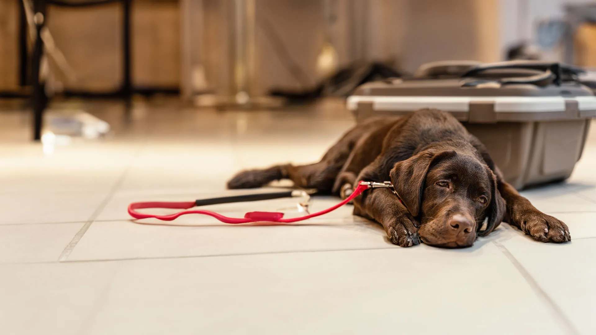 futtermittel hunde mit diabetes