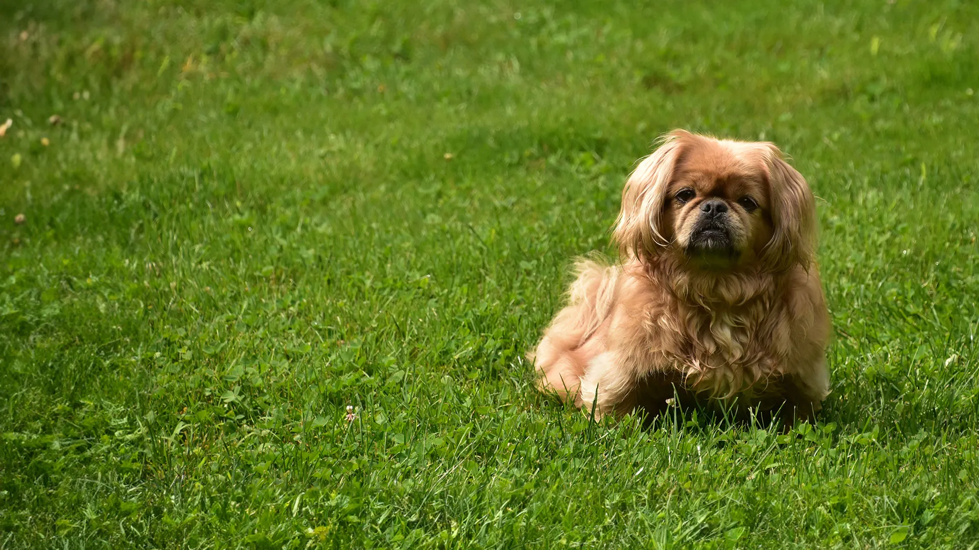 hundefutter fuer kleine rassen