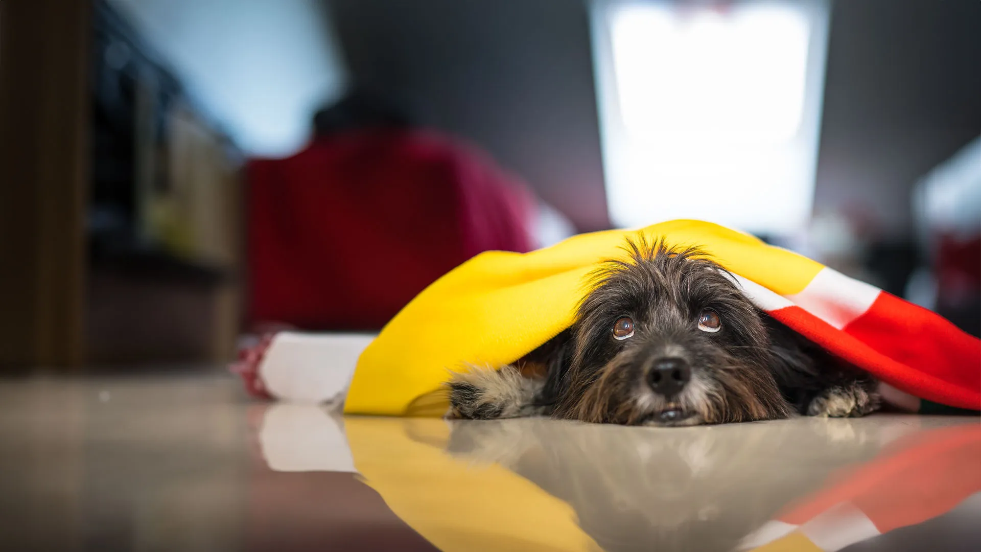 hundefutter fuer spezielle gesundheitsbeduerfnisse hunde rassen