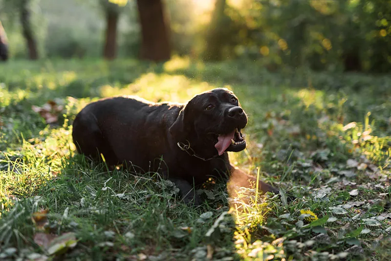 ratgeber hundefutter grosse rassen